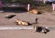 Будущие постояльцы приюта